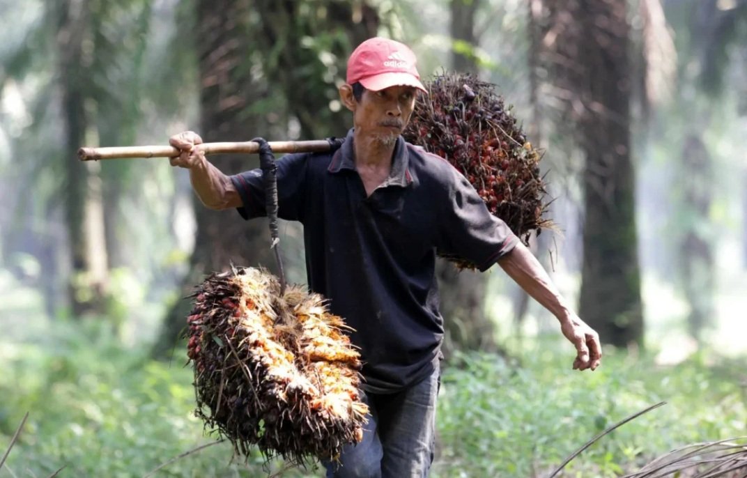 Tiga Jurus Menkeu Sua Dongkrak Nasib Pekebun Sawit