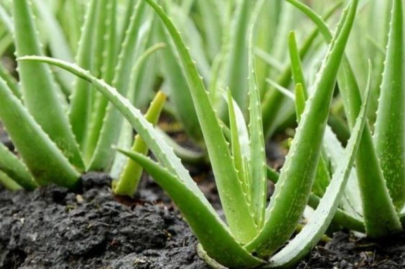 Ketika Lidah Buaya Menaklukkan Gersangnya Karst Gunungkidul: Jadi Produk Ekspor Bernilai Tinggi